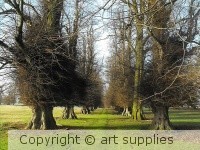 The.Avenue.of.Tree's