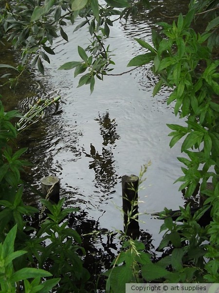 Tree.Reflections