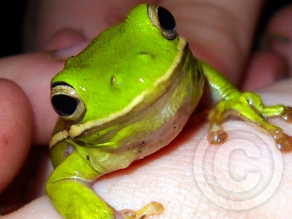 Cousin of Kermit