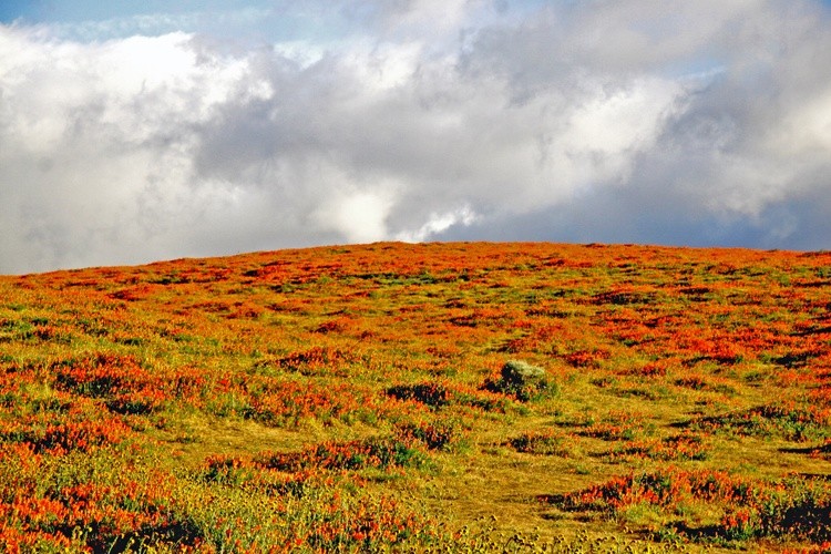 A Field of Orange Poppies at the Antelope Valley California Poppy Reserve