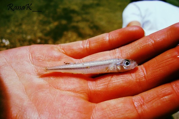Fish 2!