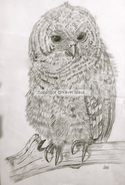 Tawny Owl