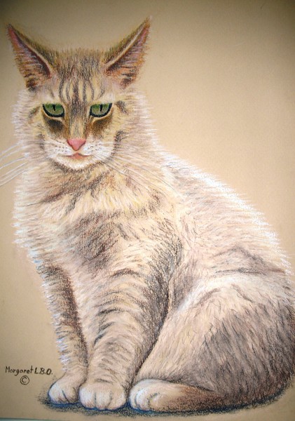 Zebok
