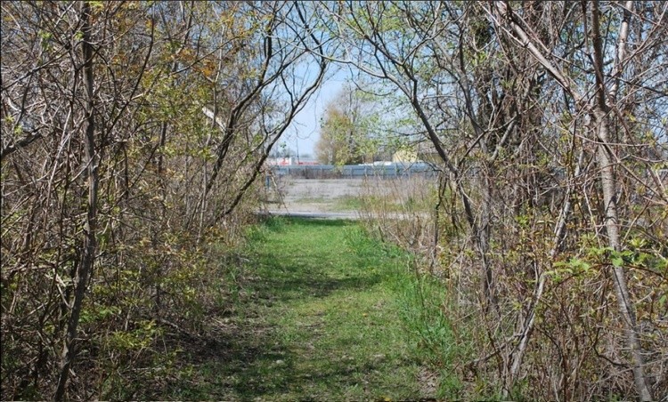 Dunnville Forest 17