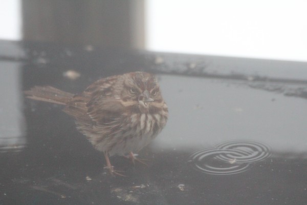 song sparrow