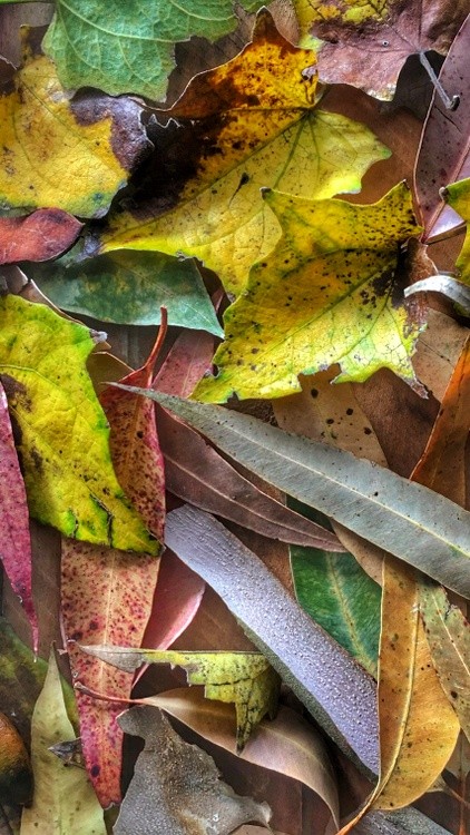 Autumn leaves
