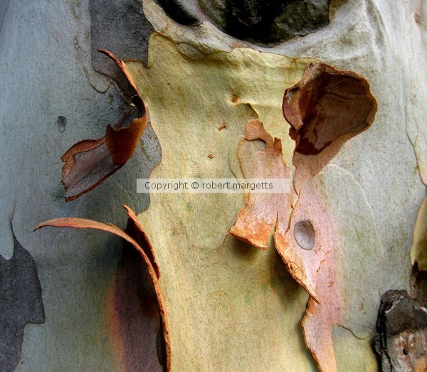 doing time on a limb