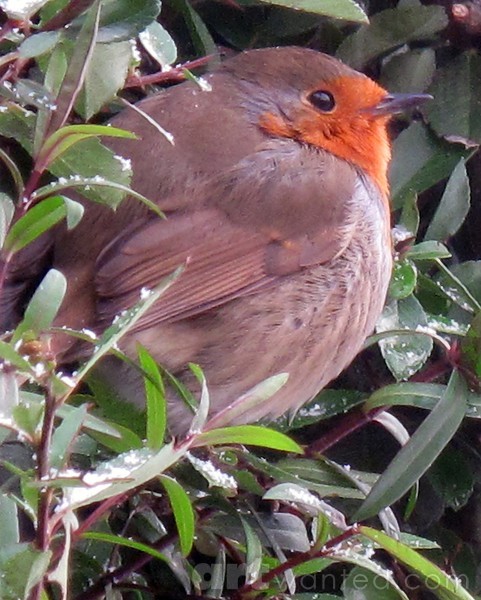 Mr Robin