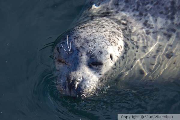 Seal