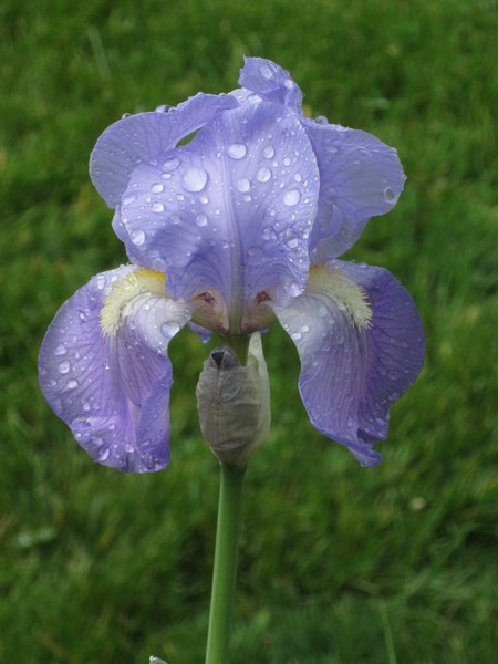 Tears Of A Purple Iris