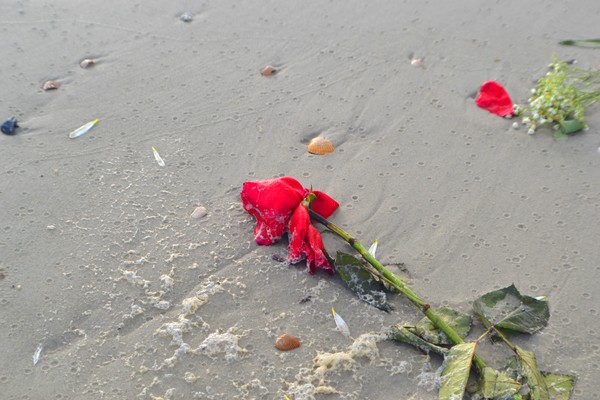Tybee Island Rose