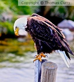 Ordering lunch