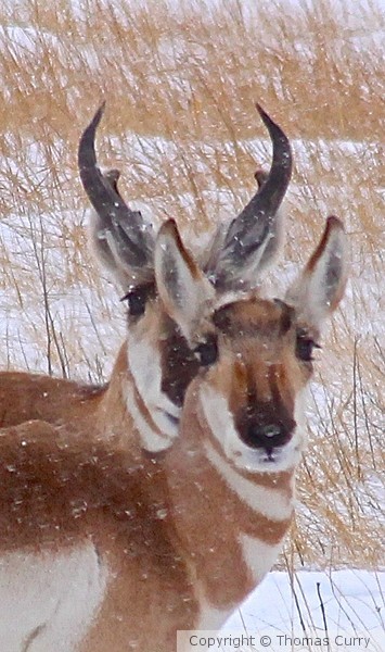 IF WE WERE PRONG HORNS :)