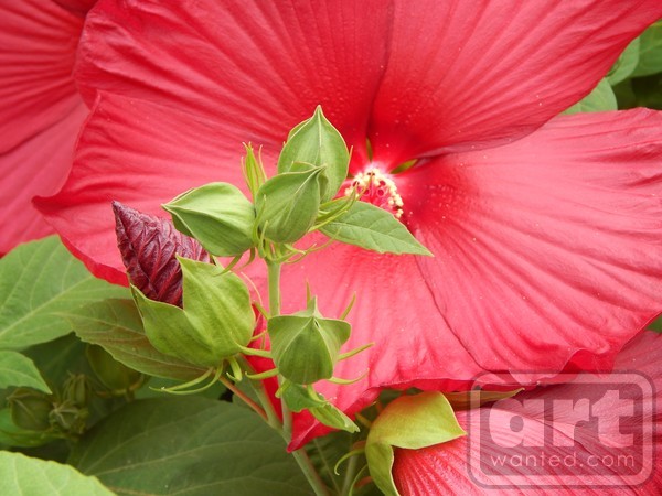 Cherry Red Hibicus