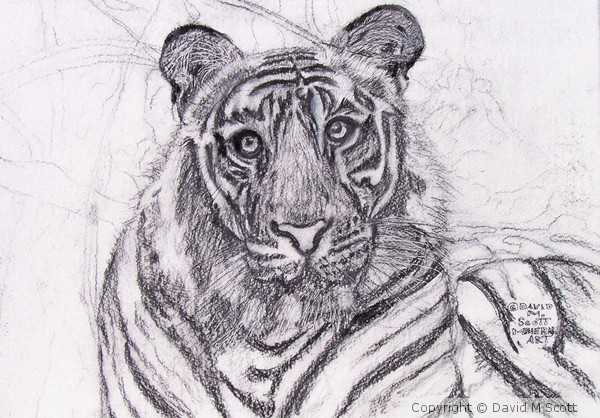tiger at rest