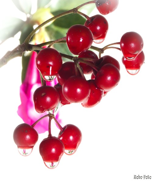 Berrylious
