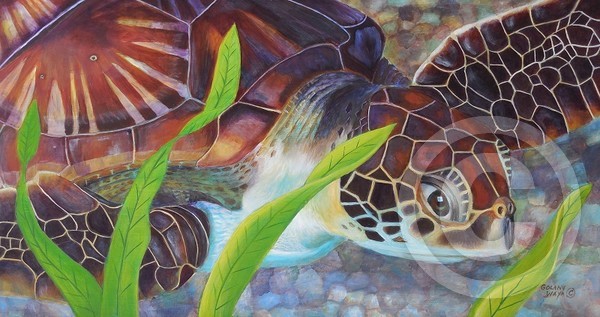 Sea Turtle