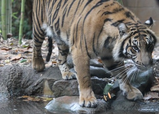 On the Prowl