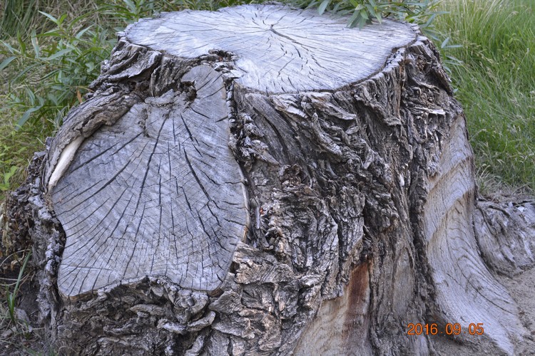 tree trunk