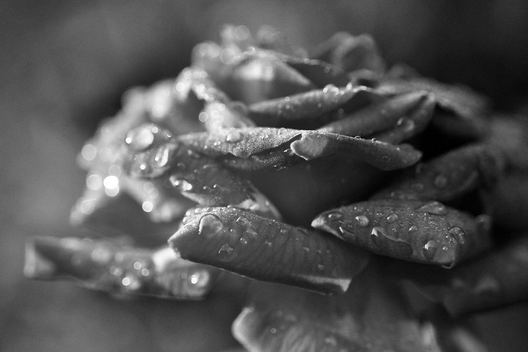 A Rose After the Rain