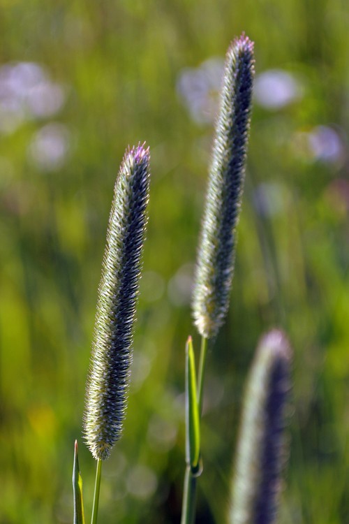 Burgundy Grass in the Field