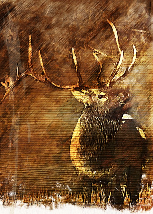 Rustic Elk Fine Art Illustration