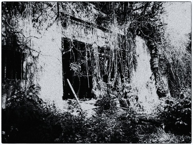 Jungle Reclaims, Central Africa 