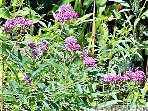 Pink Berry Flower