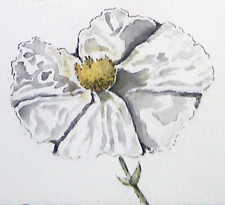 Fried Egg Poppy Watercolor