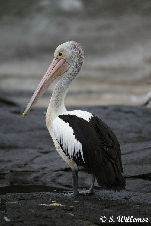 Wildlife Photography S Willemse Pelican