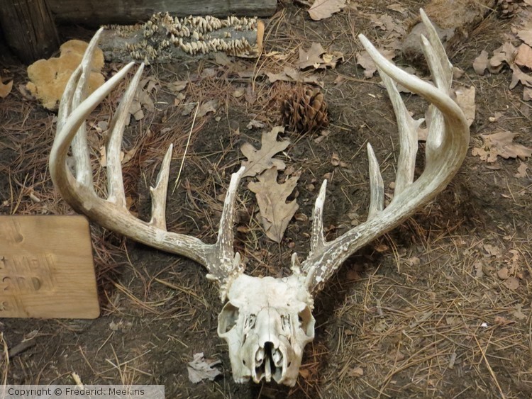Deer Skull