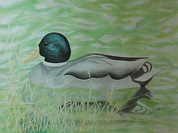Duck