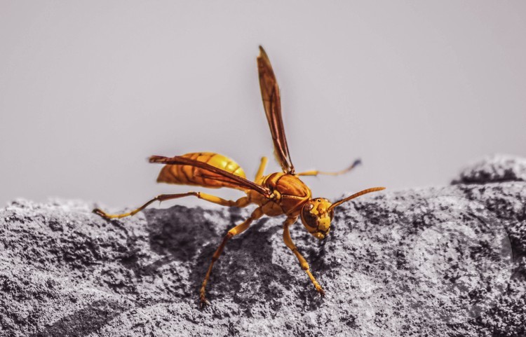 Hornet