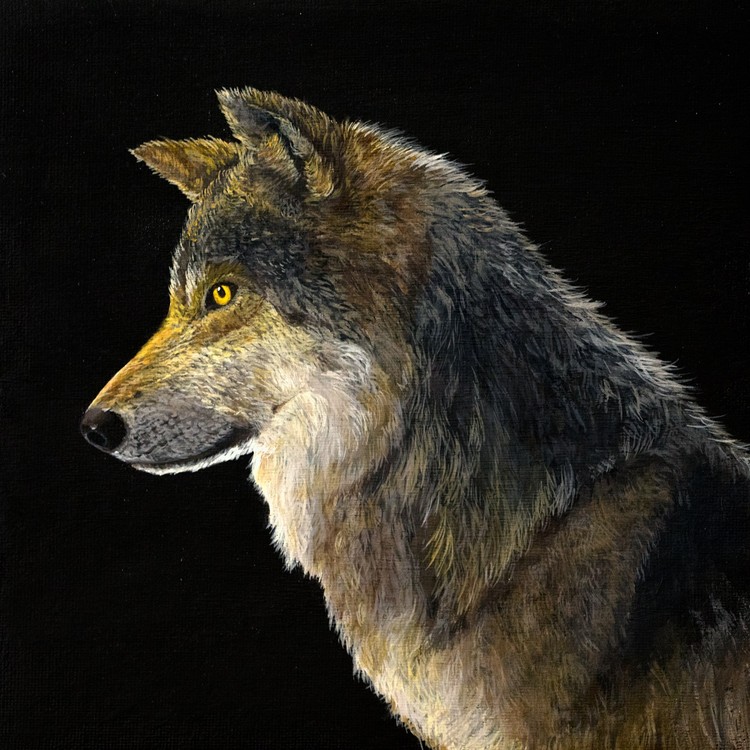 Wolf