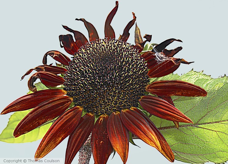 Sunny the Flower