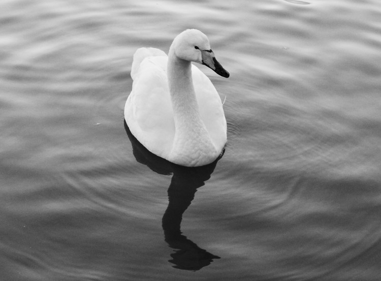 Swan Lake