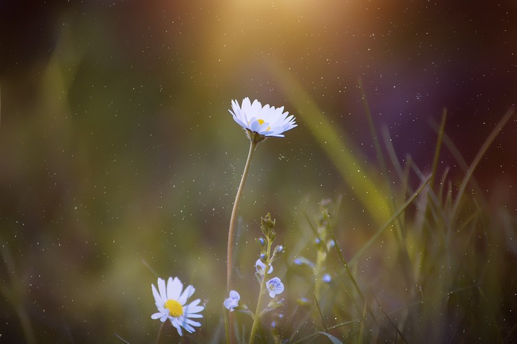 blooming