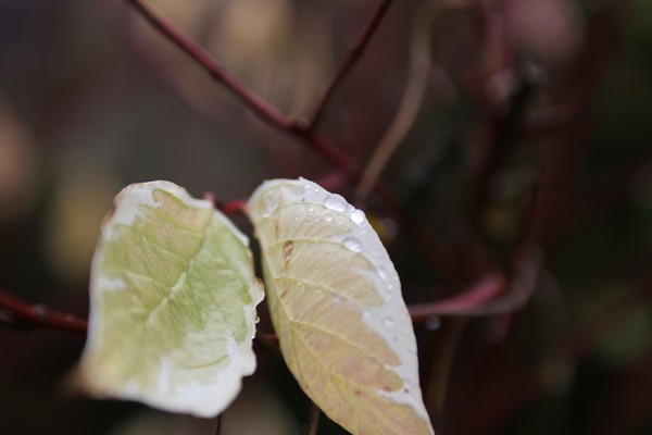 Rain on the leaves