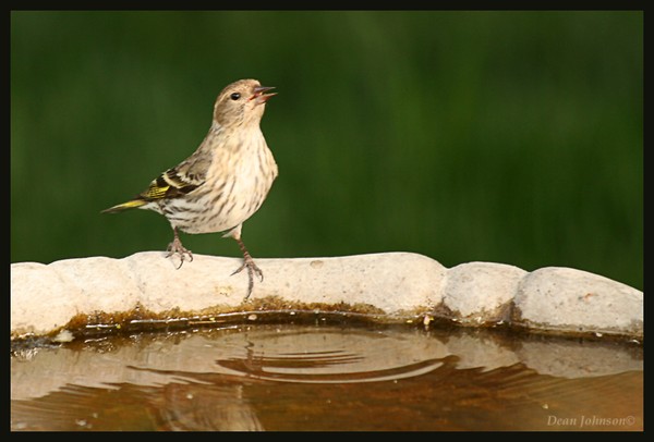 The Watering Hole