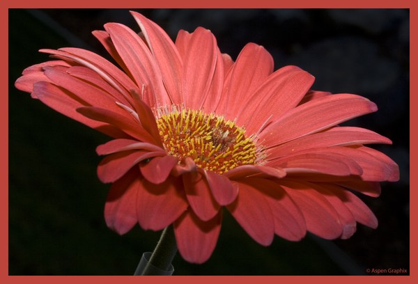 Viva Gerbera
