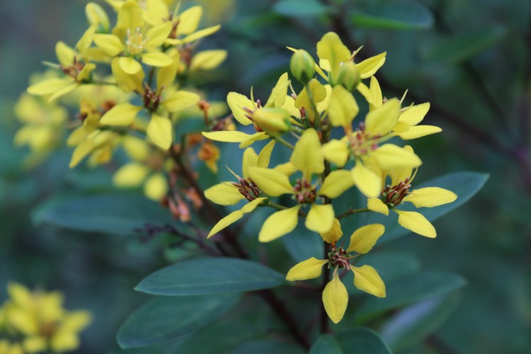 Yellow flowers