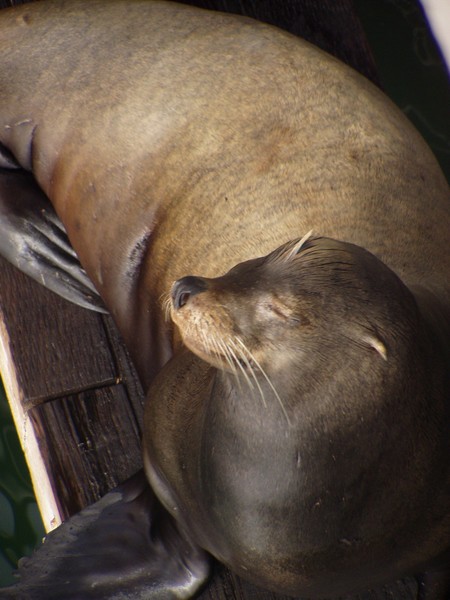 A Seal is a Seal