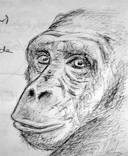 Chimpanzee