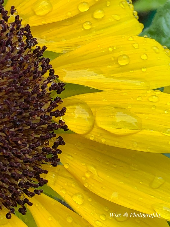 A Little Sunshine 