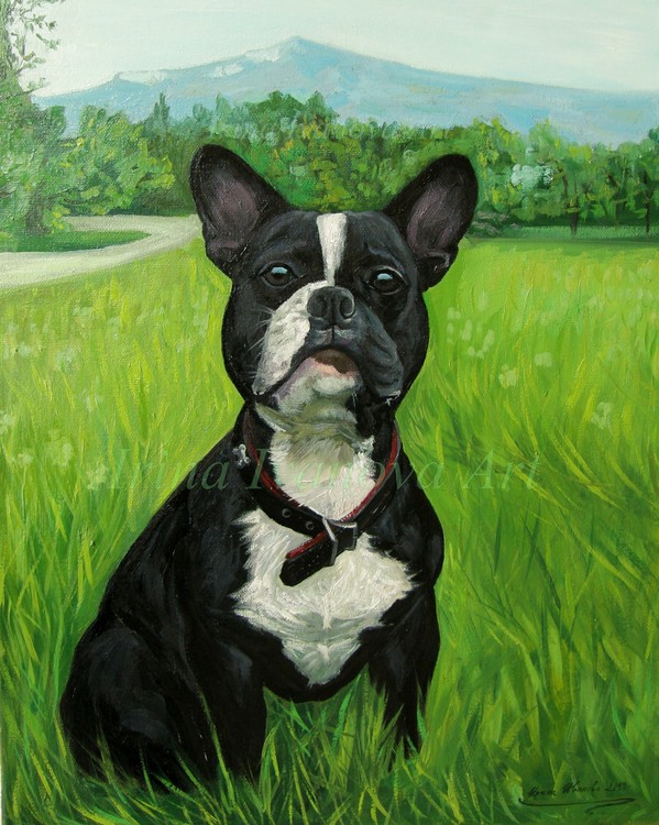 buldog