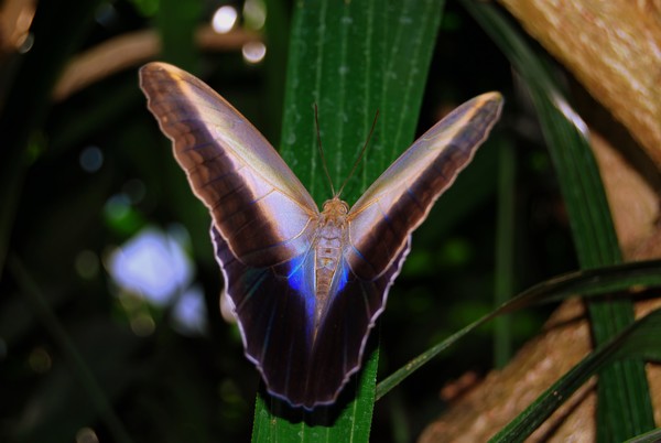 Butterfly 1