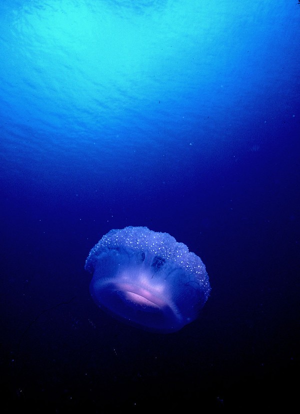 Close Encounter