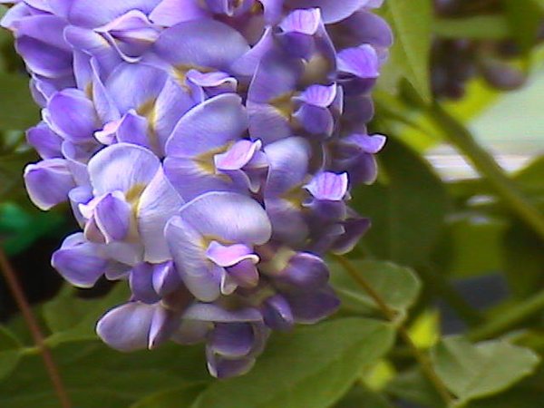 purple tree