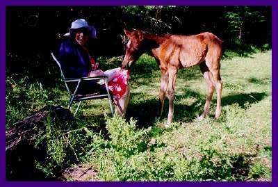 nibbles granny
