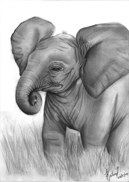 Baby Elephant